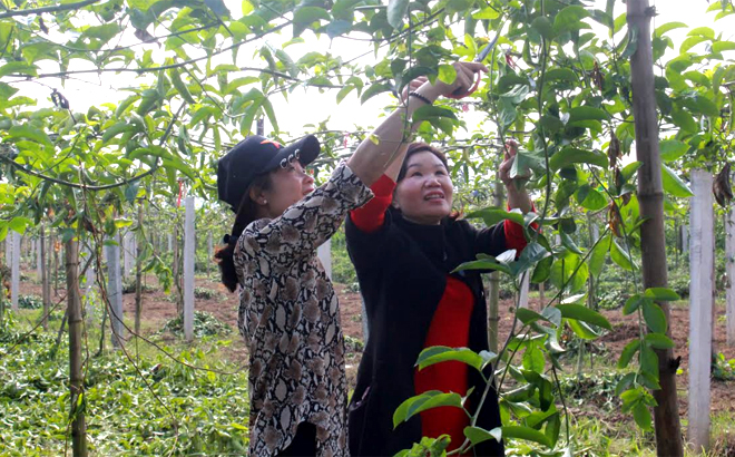 Cán bộ Trung tâm Dịch vụ hỗ trợ phát triển nông nghiệp huyện Văn Chấn hướng dẫn nhân dân kỹ thuật trồng và chăm sóc chanh leo.