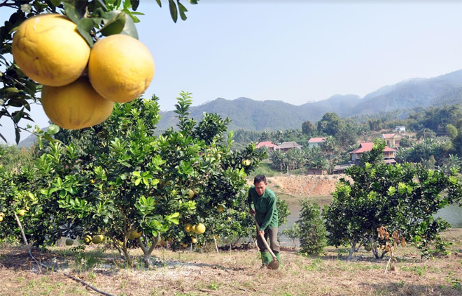 Ông Nguyễn Xuân Lộc ở thôn Đồng Tý, xã Phúc An chăm sóc vườn bưởi của gia đình.
