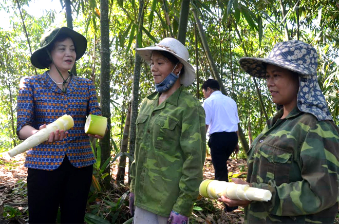 Đồng chí Phạm Thị Thanh Trà - Ủy viên Ban Chấp hành Trung ương Đảng, Bí thư Tỉnh ủy, Chủ tịch HĐND tỉnh tham quan mô hình trồng tre măng Bát độ tại xã Kiên Thành, huyện Trấn Yên.