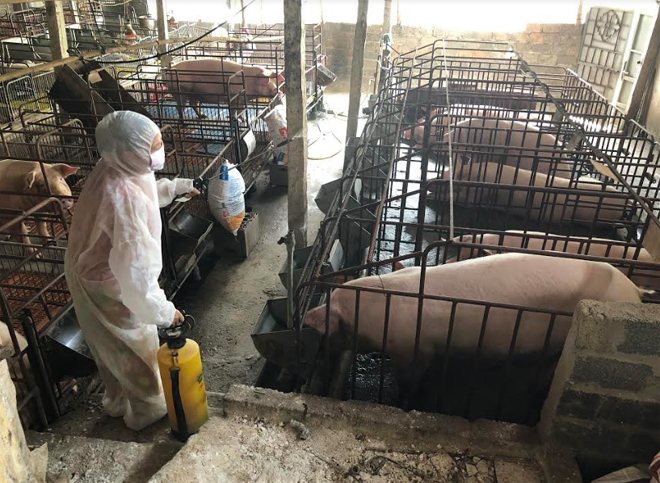 Mặc dù đã cơ bản khống chế được bệnh dịch tả lợn châu Phi, nhưng người chăn nuôi vẫn phải thường xuyên phun khử trùng tiêu độc vệ sinh chuồng trại.