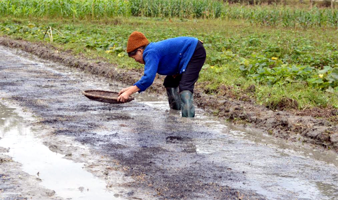 Nông dân huyện Văn Yên gieo mạ vụ xuân.