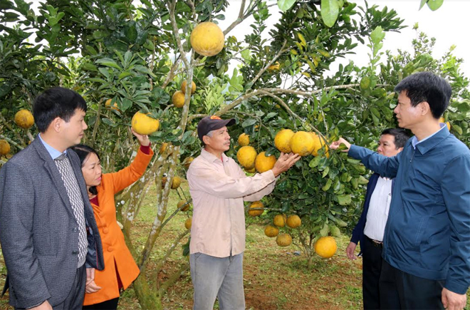 Huyện Trấn Yên đã hình thành và phát triển 750 ha cây ăn quả có múi, mỗi năm cho thu nhập hàng chục tỷ đồng.