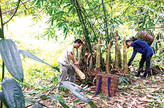 Xã Hồng Ca phấn đấu phát triển bền vững vùng tre măng Bát độ đạt 1.000 ha.