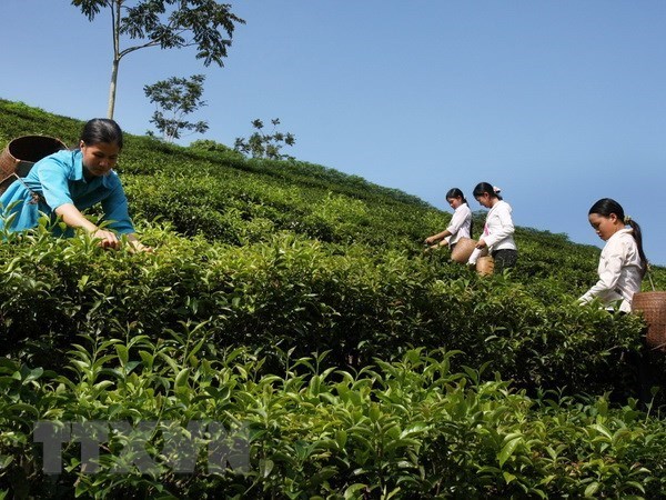 Farmers harvest tea in Son La province's Moc Chau district.