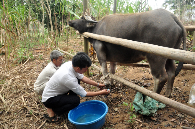 Cán bộ thú y kiểm tra, vệ sinh bôi thuốc khống chế dịch lở mồm long móng trên địa bàn xã Châu Quế Thượng, huyện Văn Yên.
