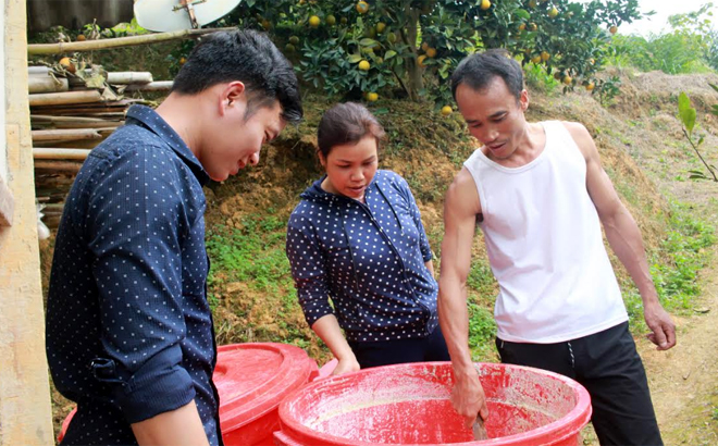 Người trồng cam thị trấn Nông trường Trần Phú ủ đỗ tương, mật mía và chế phẩm sinh học để tưới cho cam.
