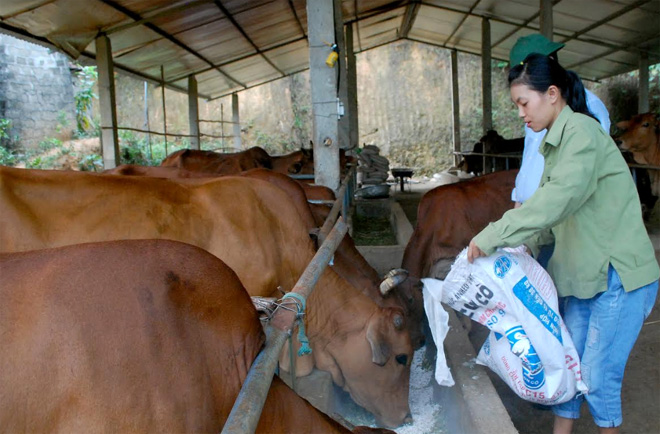 Một mô hình chăn nuôi bò bán công nghiệp ở huyện Yên Bình.