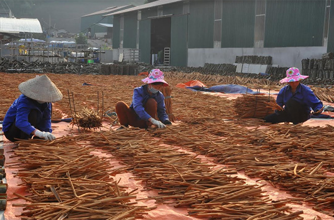 Với trên 78.000 ha quế, mỗi năm Yên Bái xuất khẩu đạt hàng chục triệu USD từ các sản phẩm quế.