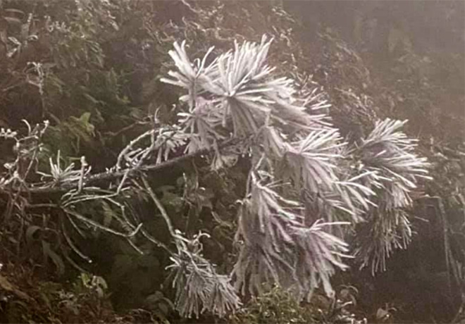 Sáng 9/1, tại đỉnh đèo Khau Phạ, huyện Mù Cang Chải (Yên Bái), cây cối đã được nhuộm một màu trắng của băng tuyết. (Ảnh: Đình Nguyên)