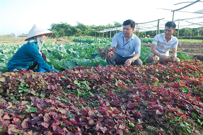 Sản xuất rau an toàn tại xã Văn Phú, thành phố Yên Bái mang lại hiệu quả kinh tế cao (ảnh T.L).