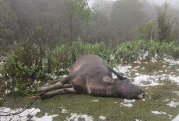 Huyện Mù Cang Chải đã có 18 con gia súc bị chết rét do băng giá. Ảnh minh họa