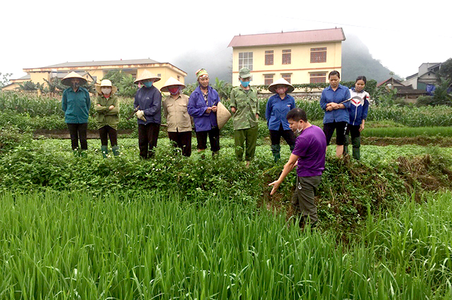Cán bộ Trung tâm Dịch vụ hỗ trợ phát triển nông nghiệp huyện Yên Bình hướng dẫn kỹ thuật chăm sóc cây lúa.
