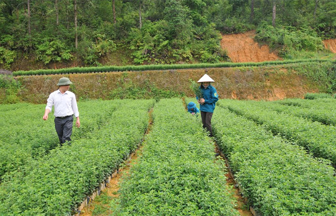 Cán bộ kỹ thuật Ban Quản lý Rừng phòng hộ huyện Mù Cang Chải kiểm tra chất lượng giống cây sơn tra.