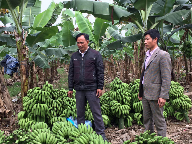 Với 40ha vườn, đồi, rừng, trong đó có 11ha trồng chuối, anh Tạ Văn Vinh (trái) ở xã Đông An, huyện Văn Yên, Yên Bái thu lãi hơn 3 tỷ đồng/năm.