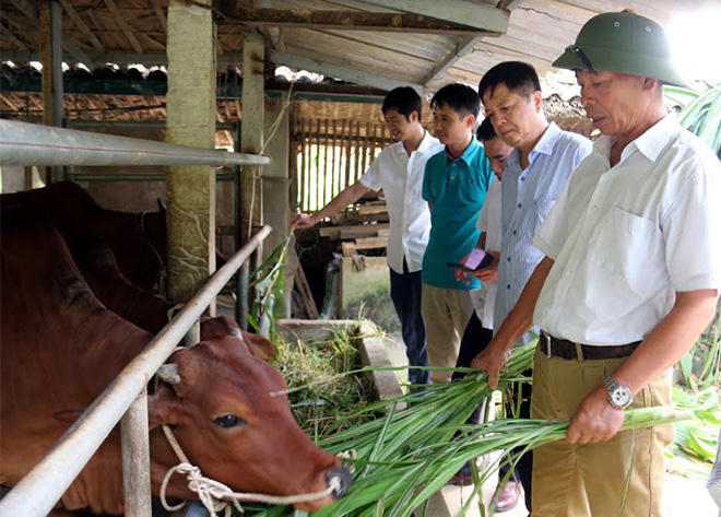 Ông Hoàng Xuân Long - Phó Chủ tịch Thường trực Hội Nông dân tỉnh (thứ 2, bên phải) thăm mô hình chăn nuôi bò hiệu quả từ nguồn vay Quỹ HTND tại xã Vĩnh Kiên, huyện Yên Bình.