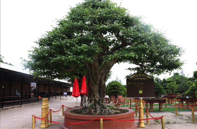 Cây sanh bonsai có đường kính tán lớn nhất Việt Nam.