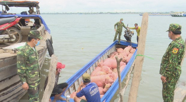 Bộ đội Biên phòng Đồng Tháp phát hiện đối tượng vận chuyển lợn trái phép qua biên giới.
