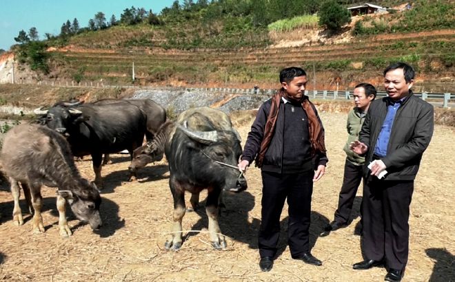 Lãnh đạo Chi cục Chăn nuôi và Thú y tỉnh kiểm tra công tác phòng chống dịch bệnh cho đàn gia súc tại xã Púng Luông, huyện Mù Cang Chải