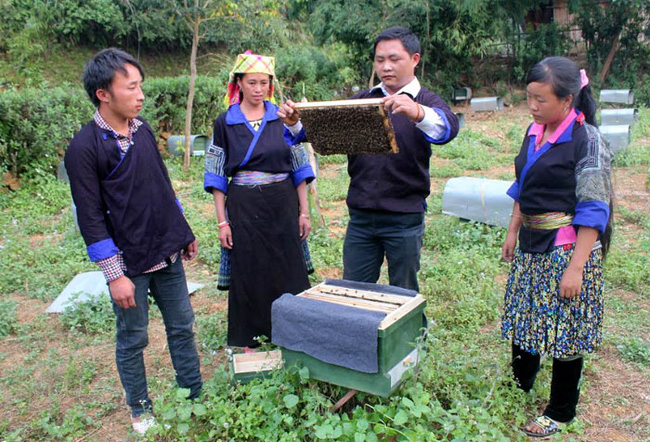 Dạy nghề nuôi ong cho lao động nông thôn huyện Mù Cang Chải, Yên Bái. Ảnh minh họa