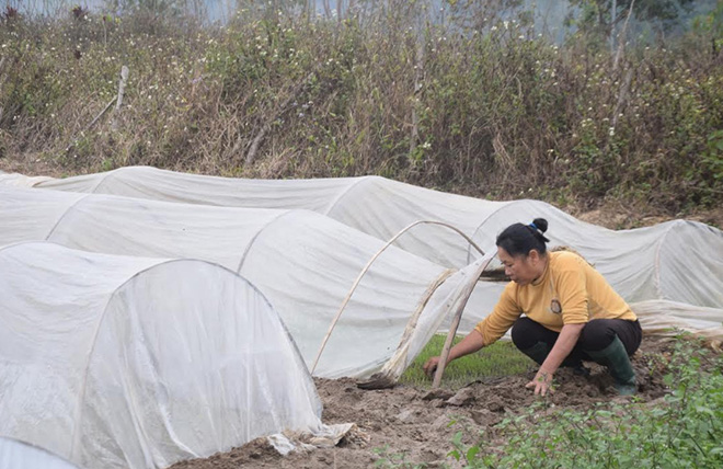 Bà Nguyễn Thị Quý ở thôn Tuy Lộc, xã Văn Phú, thành phố Yên Bái chủ động thực hiện chống rét, bảo đảm cho mạ phát triển tốt.