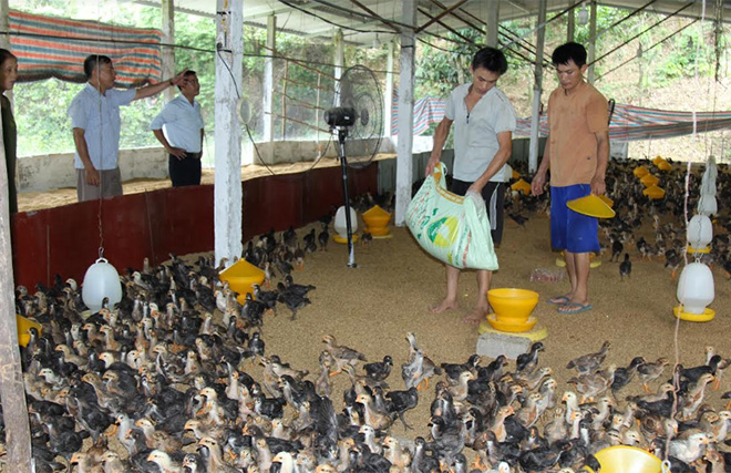 Trang trại chăn nuôi gà quy mô trên 1.000 con/lứa của một hộ nông dân xã Hòa Cuông.