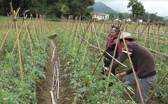 Nông dân Thượng Bằng La chăm sóc rau màu vụ đông.