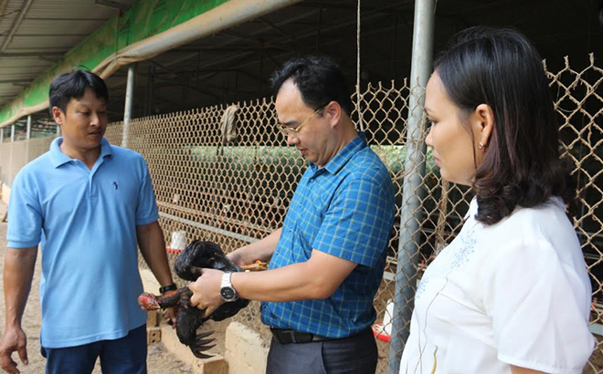 Chủ tịch Hội Nông dân tỉnh Giàng A Câu thăm mô hình nuôi gà thương phẩm của hội viên.