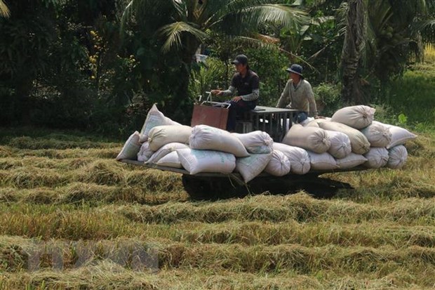 Thu hoạch lúa tại Gò Công, Tiền Giang.