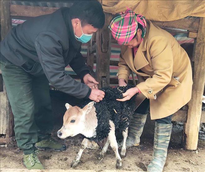 Người dân xóm Tân Thịnh, xã Vũ Minh, huyện Nguyên Bình mặc áo chống rét cho bò trong những ngày lạnh giá. (Ảnh minh họa)