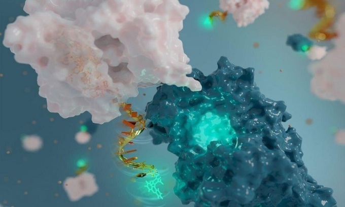 Ăngten nano huỳnh quang được sử dụng trong nghiên cứu protein.
