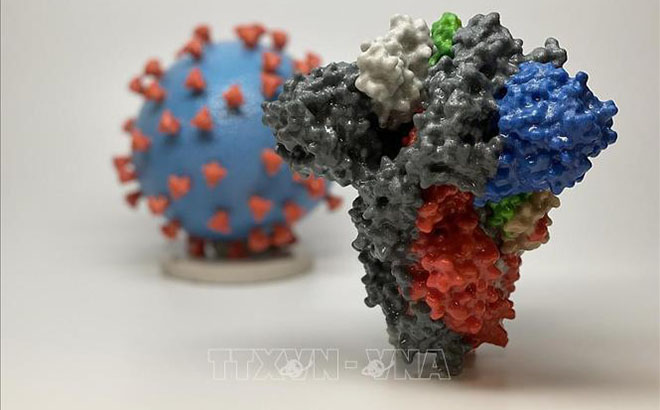 Hình ảnh 3D của virus SARS-CoV-2 (phía sau) và cấu trúc phân tử giúp SARS-2-CoV xâm nhập tế bào con người (phía trước). Ảnh minh họa