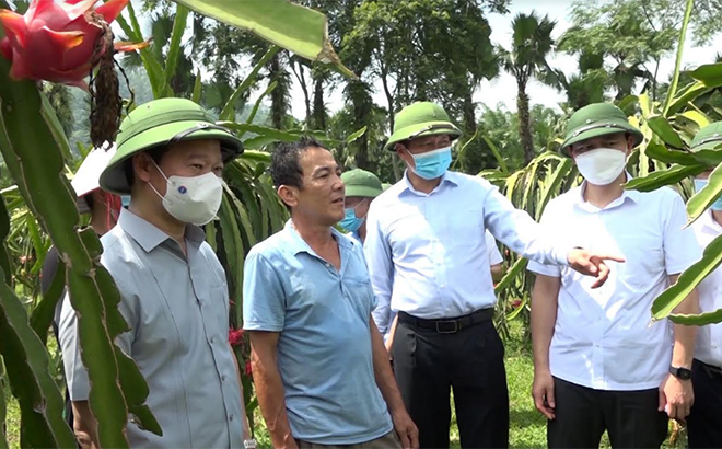 Đồng chí Đỗ Đức Duy - Ủy viên Ban Chấp hành Trung ương Đảng, Bí thư Tỉnh ủy, Trưởng đoàn Đoàn đại biểu Quốc hội tỉnh kiểm tra hiệu quả các mô hình phát triển kinh tế và trao đổi với các hộ nông dân trồng thanh long ở xã Mỹ Gia, huyện Yên Bình. (Ảnh: Hoài Văn)