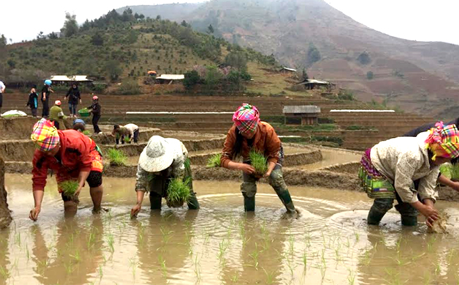 Người dân huyện Trạm Tấu đưa các giống lúa lai vào sản xuất