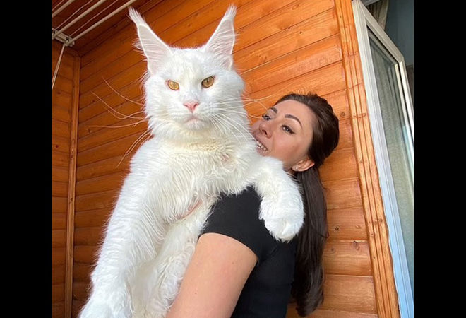 Hãy ngưỡng mộ một chú mèo trắng khổng lồ có trọng lượng đáng kinh ngạc lên tới 12,7 kg. Hình ảnh chú mèo đầy uy lực sẽ khiến bạn bất ngờ và muốn tìm hiểu thêm.