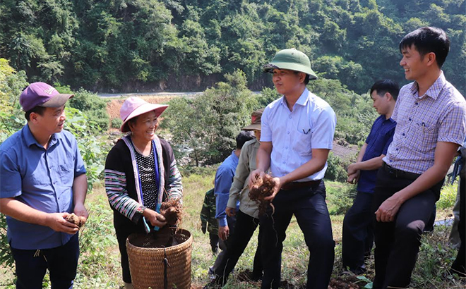 Lãnh đạo Sở Nông nghiệp và Phát triển nông thôn, Trung tâm Khuyến nông tỉnh và huyện Mù Cang Chải kiểm tra mô hình thâm canh khoai sọ ở xã Hồ Bốn.