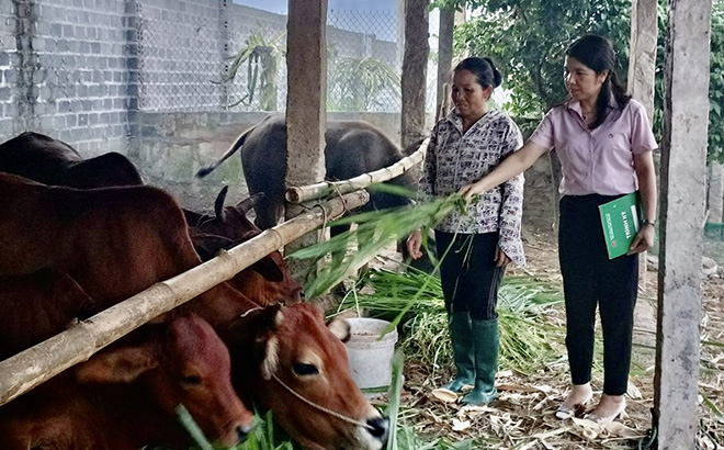 Cán bộ Ngân hàng Chính sách xã hội thị xã Nghĩa Lộ kiểm tra mô hình chăn nuôi vay vốn chính sách của hộ bà Đinh Thị Siêng ở thôn Ả Thượng, xã Nghĩa Phúc.