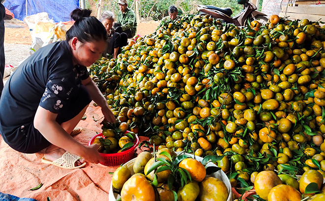 Gia đình ông Nguyễn Văn Thắng ở thôn Dày 2, xã Chấn Thịnh, huyện Văn Chấn mỗi năm cho thu nhập trên 200 triệu đồng từ trồng cây ăn quả có múi.