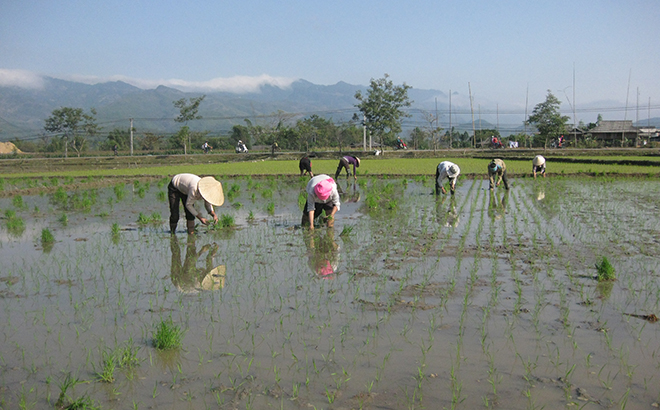 Nông dân xã Nghĩa Phúc, thị xã Nghĩa Lộ gieo cấy trà lúa xuân sớm.