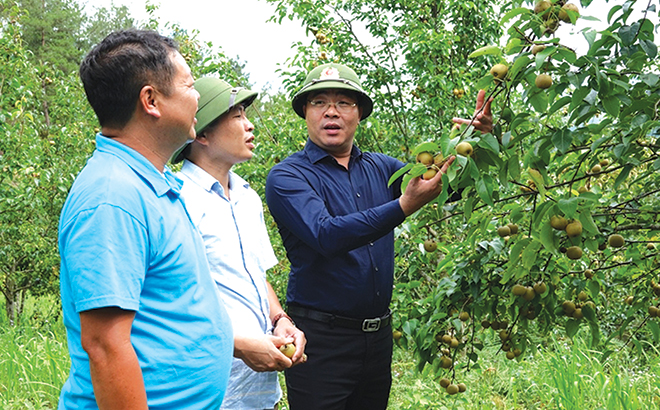 Đồng chí Nông Việt Yên - Bí thư Huyện ủy Mù Cang Chải tham quan mô hình trồng lê tại xã Púng Luông.