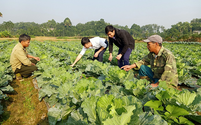 Sản xuất rau sạch tại xã Âu Lâu, thành phố Yên Bái.