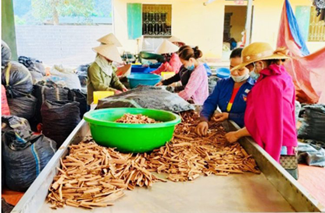 Members of Que Khanh Thanh Cooperative produce cinnamon for export.