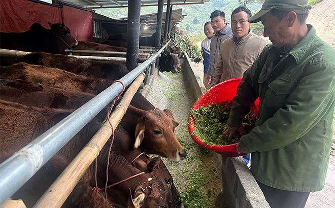 Livestock breeding households in Tram Tau actively stock up feed, buy tarpaulins and always keep the barn dry to protect their big assets.
