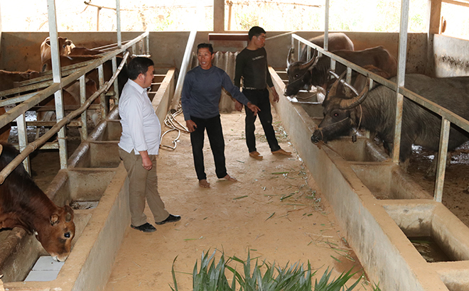 Mô hình chăn nuôi trâu, bò bán chăn thả của anh Giàng A Hồng, bản Xéo Dì Hồ B, xã Lao Chải mang lại hiệu quả kinh tế cao.