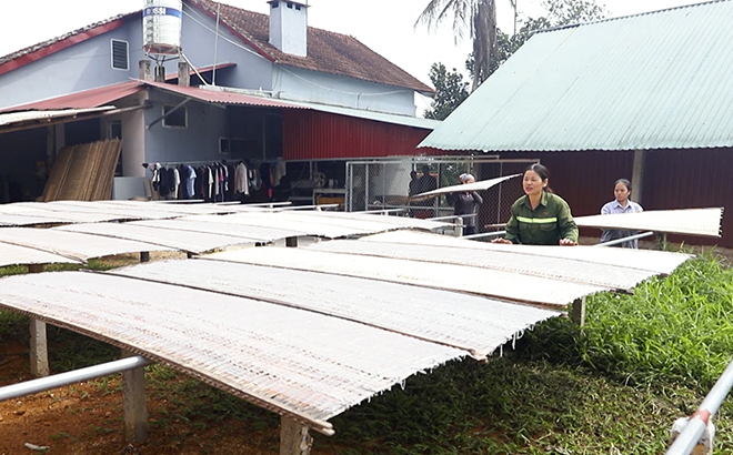 Nhân dân xã Quy Mông, huyện Trấn Yên tranh thủ thời tiết thuận lợi để chế biến miến đao phục vụ nhu cầu tiêu dùng cuối năm.