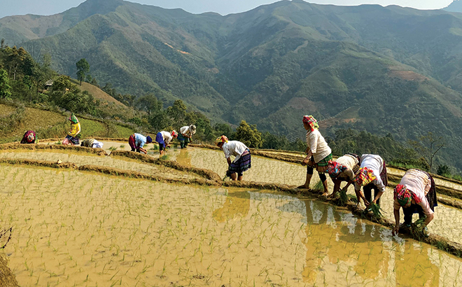 Đồng bào Mông huyện Trạm Tấu nhiều năm qua đã làm chủ kỹ thuật gieo cấy vụ xuân. (Ảnh: H.N)