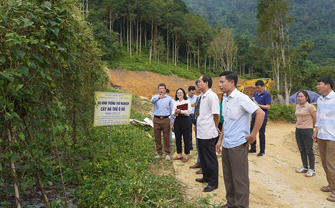 Cán bộ Sở Khoa học và Công nghệ tỉnh và Trường Đại học Thái Nguyên kiểm tra mô hình trồng hà thủ ô tại xã Thượng Bằng La, huyện Văn Chấn.