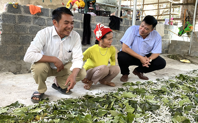 Mô hình trồng dâu nuôi tằm của chị Nguyễn Thị Thường ở tổ dân phố Thác Hoa, thị trấn Sơn Thịnh đã cho hiệu quả cao hơn sau khi được đào tạo nghề.