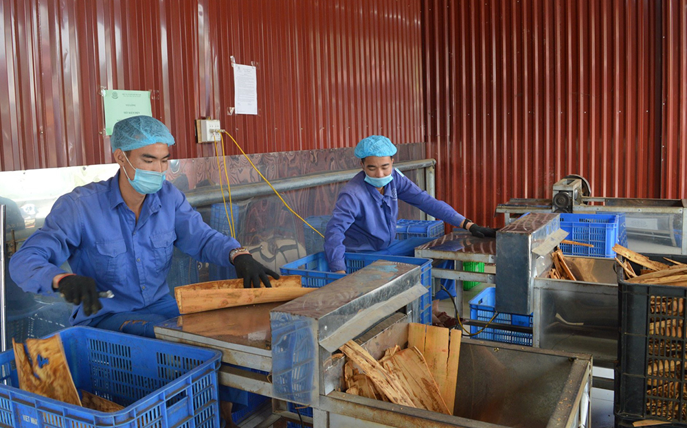 Xử lý nguyên liệu chế biến tại Hợp tác xã Quế hồi Việt Nam, xã Đào Thịnh, huyện Trấn Yên.