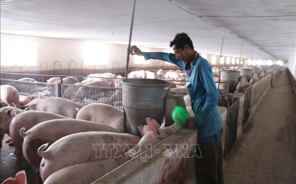 Nuôi lợn trong phòng lạnh khép kín tại trang trại ở huyện Châu Đức, tỉnh Bà Rịa - Vũng Tàu. Ảnh minh họa