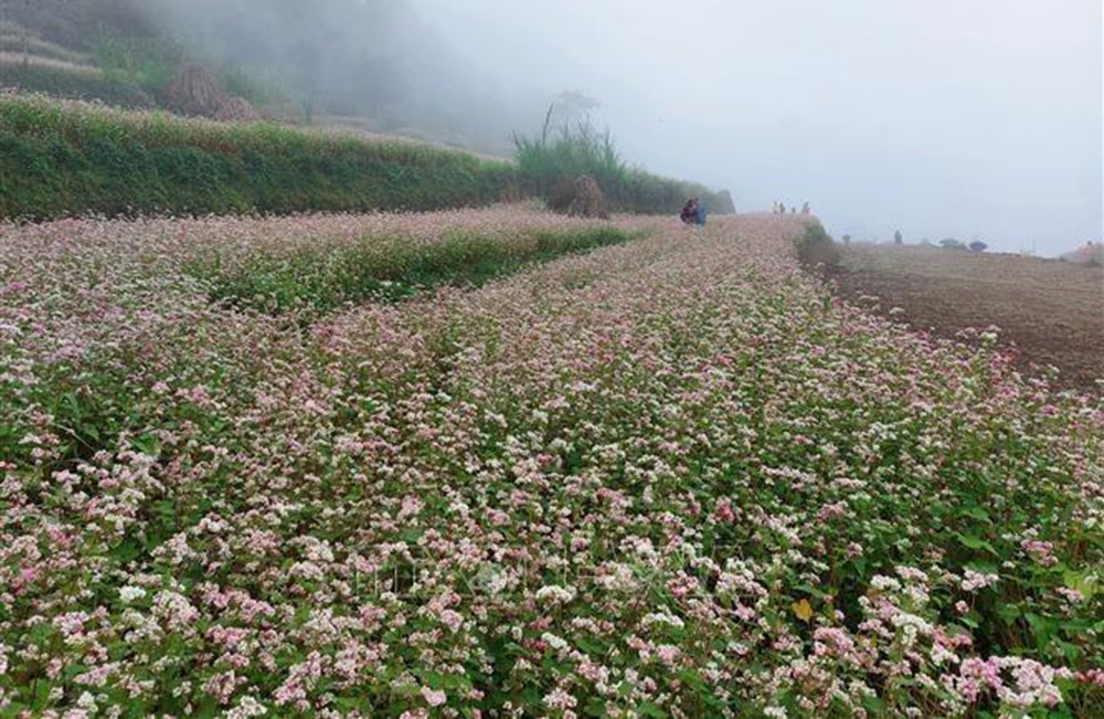 Hoa tam giác mạch tại Cao nguyên đá Đồng Văn (Hà Giang) là điểm đến thu hút du khách trong và ngoài nước. Ảnh tư liệu